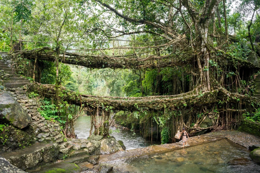Book Now and See Double Decker Bridge Nongriat During NorthEast India Honeymoon Package